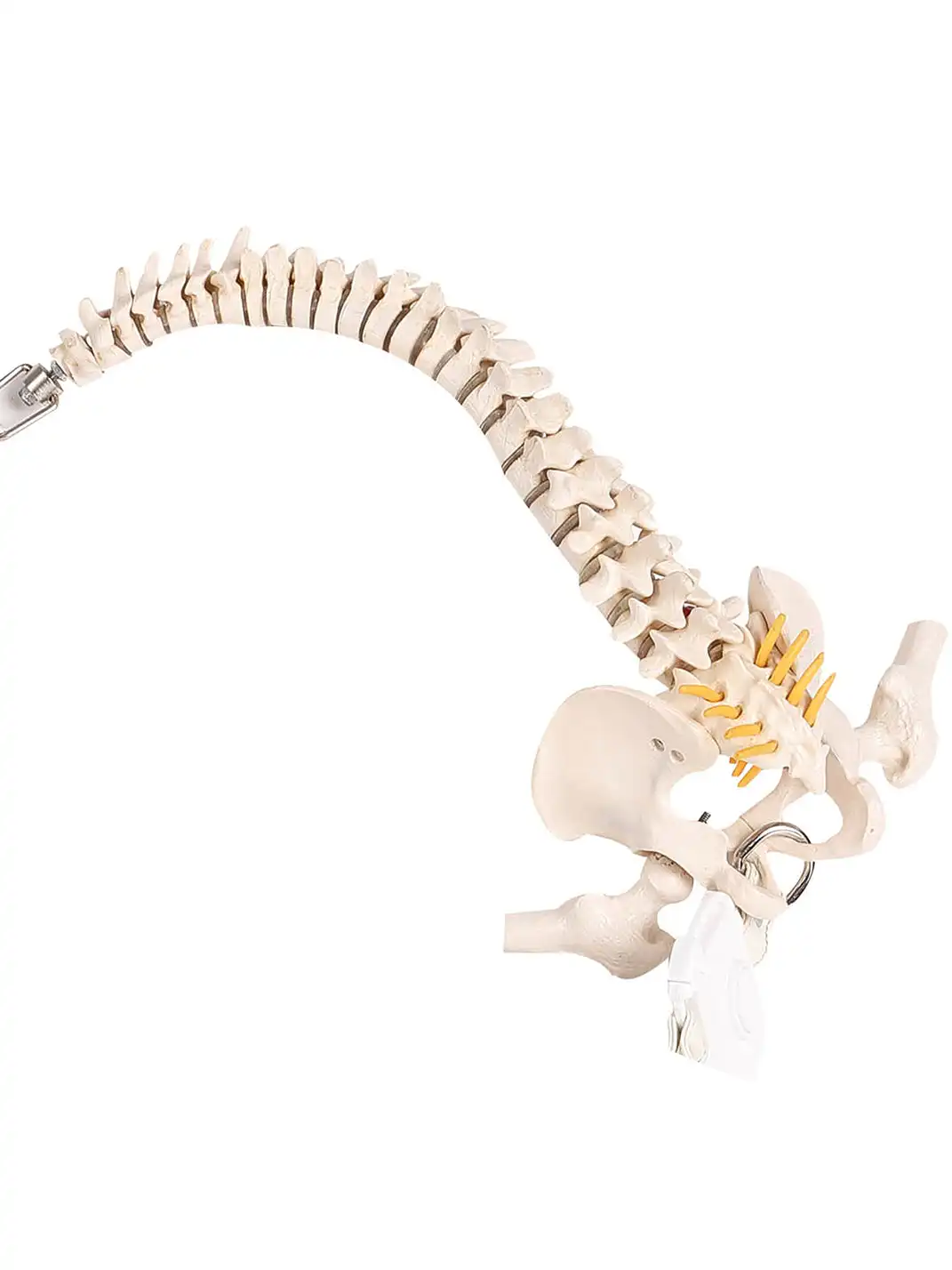 Embryo | Resin Simulated Bone Package